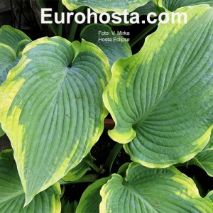 Hosta Eclipse 