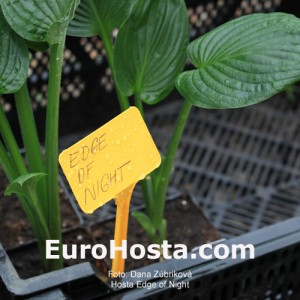 Hosta Edge of Night