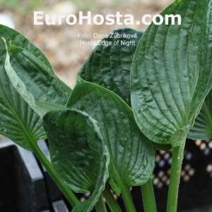 Hosta Edge of Night