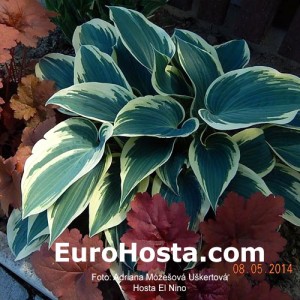 Hosta El Nino - Eurohosta