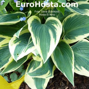 Hosta El Nino - Eurohosta