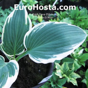 Hosta El Nino - Eurohosta