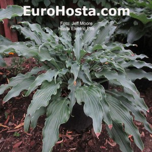 Hosta Electric Eve