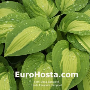 Hosta Elizabeth Campbell