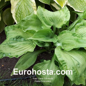 Hosta Embroidery