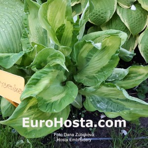 Hosta Embroidery