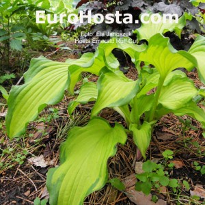 Hosta Emerald Ruff Cut - Eurohosta