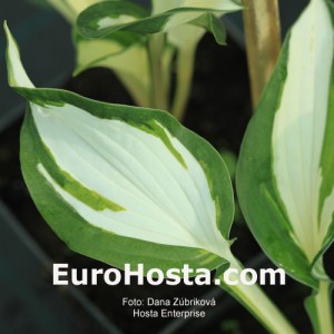 Hosta Enterprise - Eurohosta