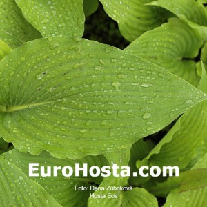 Hosta Eos