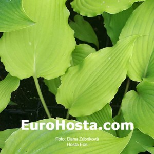 Hosta Eos