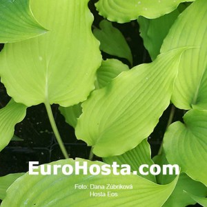 Hosta Eos