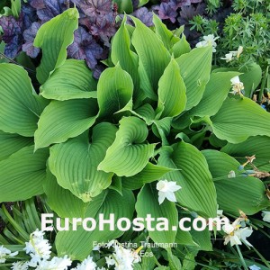 Hosta Eos