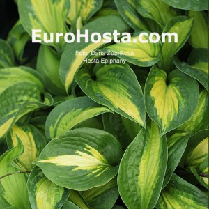 Hosta Epiphany - Eurohosta