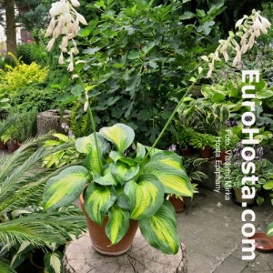 Hosta Epiphany - Eurohosta