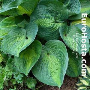Hosta Epiphany - Eurohosta