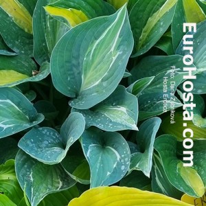 hosta Erotica