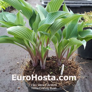 Hosta Evening Blush