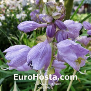 Hosta Extasy - Eurohosta