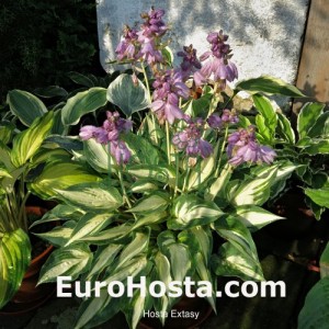 Hosta Extasy - Eurohosta