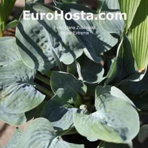 Hosta Extreme - Eurohosta