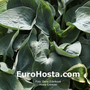 Hosta Extreme - Eurohosta