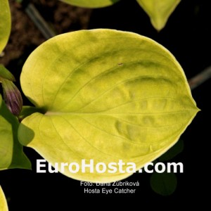 Hosta Eye Catcher - Eurohosta