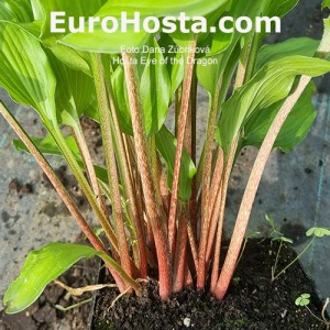 Hosta Eye of the Dragon