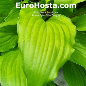 Hosta Eye of the Dragon