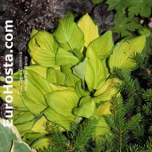 Hosta Fan Dance