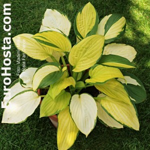 Hosta Fan Dance