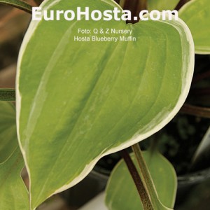 Hosta Fashionista