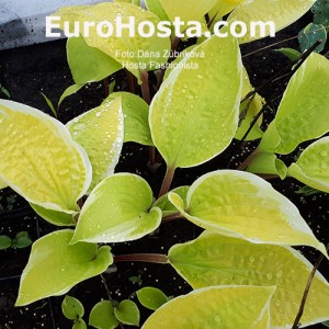 Hosta Fashionista