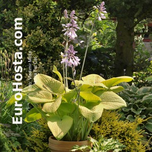 Hosta Fat Cat - Eurohosta