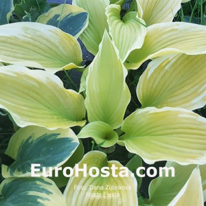 Hosta Fiesta