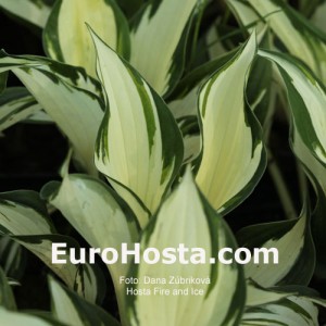 Hosta Fire and Ice - Eurohosta