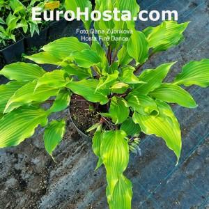 hosta fire dance