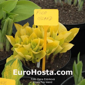 Hosta Fire Island - Eurohosta