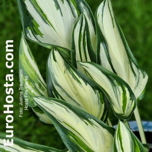 Hosta Fireworks - Eurohosta