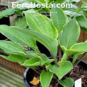 Hosta Fireplace - Eurohosta