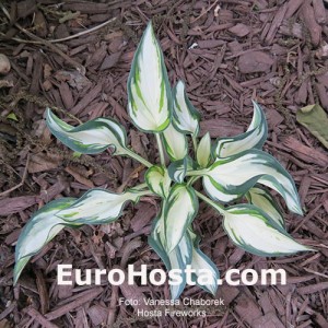 Hosta Fireworks - Eurohosta