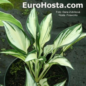 Hosta Fireworks - Eurohosta