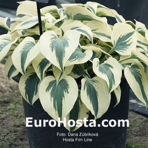 Hosta Firn Line  - Eurohosta