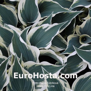 Hosta Firn Line  - Eurohosta