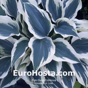 Hosta Firn Line  - Eurohosta