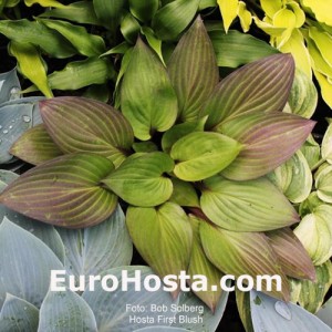 Hosta First Blush