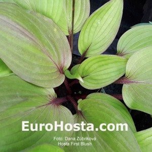 Hosta First Blush