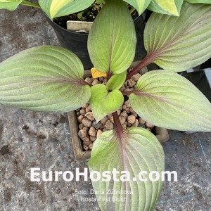 Hosta First Blush