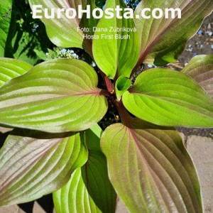 Hosta First Blush