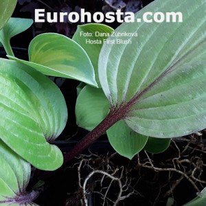 Hosta First Blush