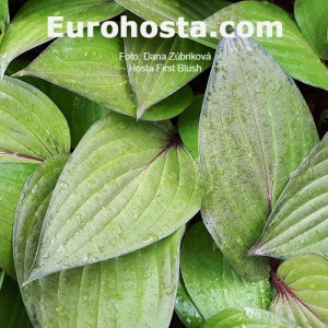 Hosta First Blush